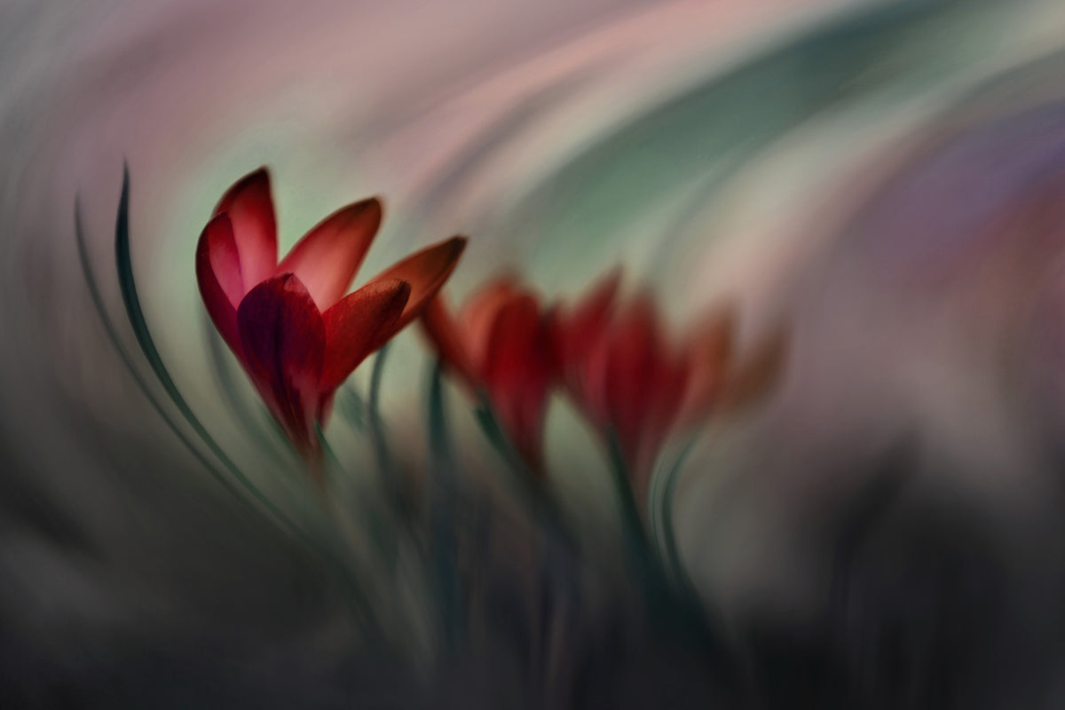 photo-wallpaper-krokus