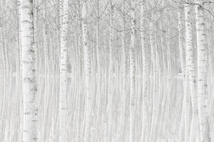 photo-wallpaper-trees