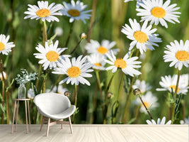 photo-wallpaper-xl-daisies
