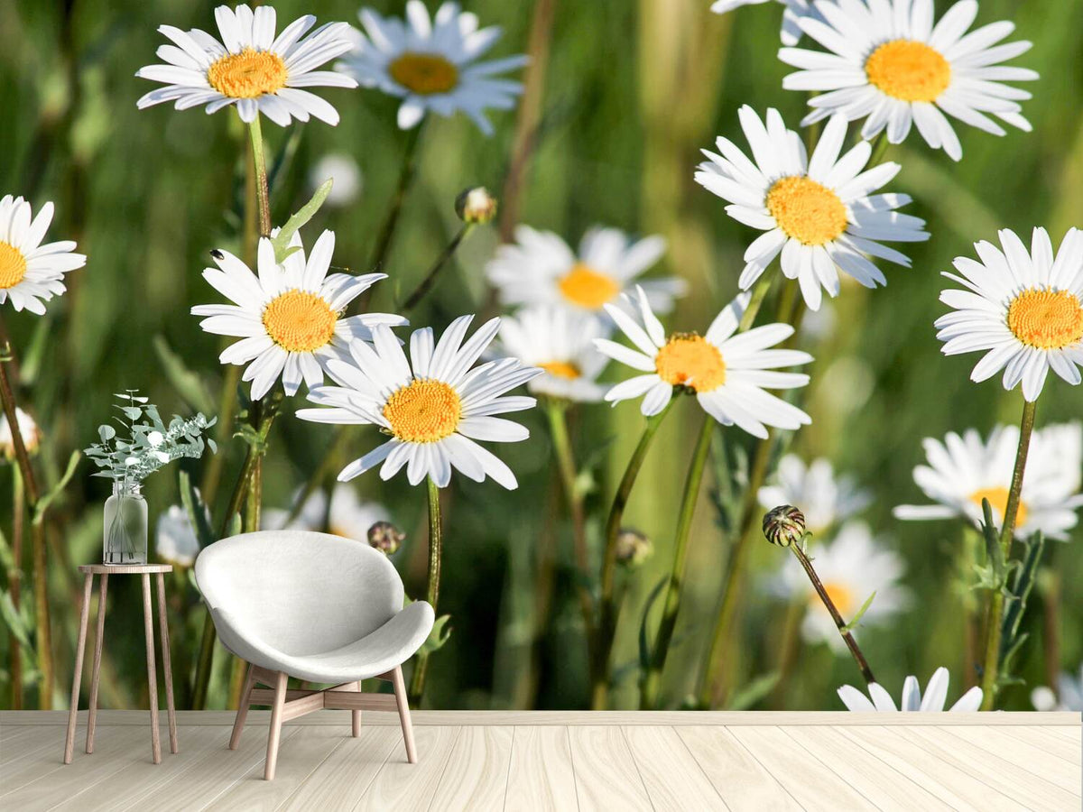 photo-wallpaper-xl-daisies