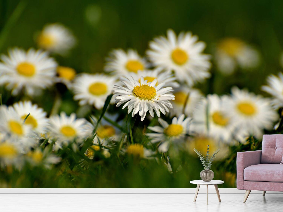 photo-wallpaper-daisies-xl-ii