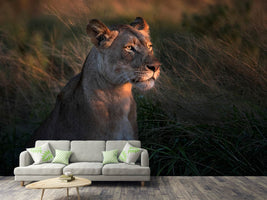 photo-wallpaper-lioness-at-first-day-ligth-x