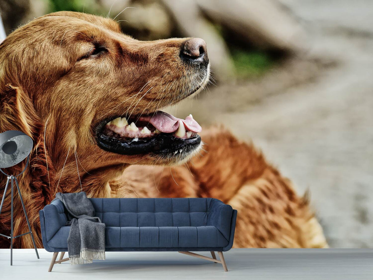 photo-wallpaper-watchful-irish-setter