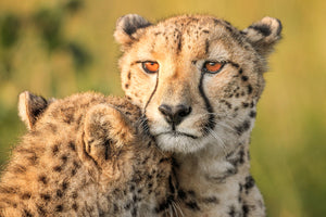 photo-wallpaper-cheetah-eyes