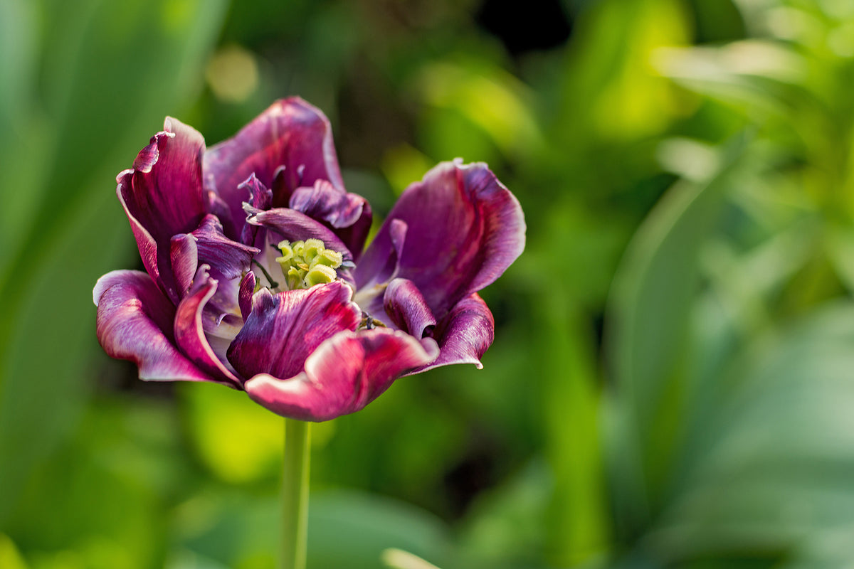 photo-wallpaper-dark-tulip-in-nature