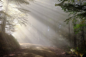 photo-wallpaper-mystical-light-in-the-forest