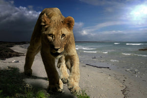 photo-wallpaper-a-lioness-on-the-beach