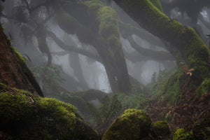 photo-wallpaper-harenna-forest-xlf