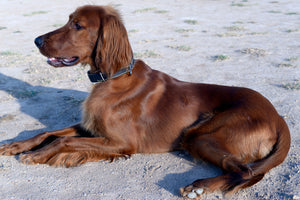 photo-wallpaper-elegant-irish-setter