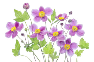 photo-wallpaper-anemone-hadspen-abundance-x