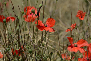 photo-wallpaper-the-poppy-in-nature