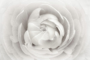 photo-wallpaper-ranunculus