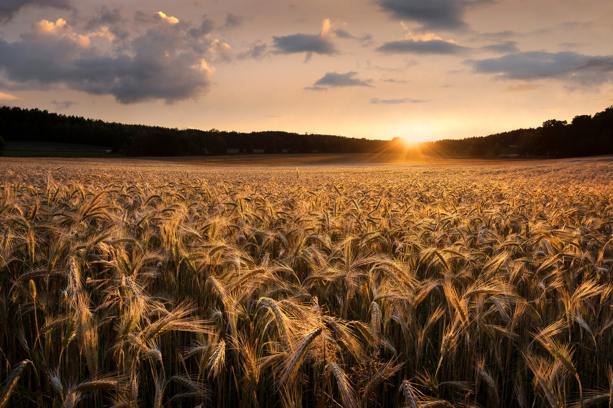 photo-wallpaper-fields-of-gold-x