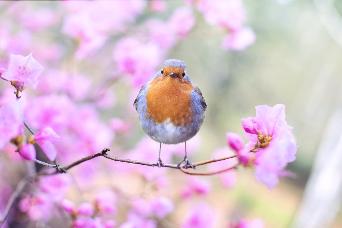 photo-wallpaper-spring-bird