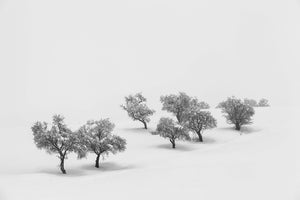 photo-wallpaper-white-carpet-x