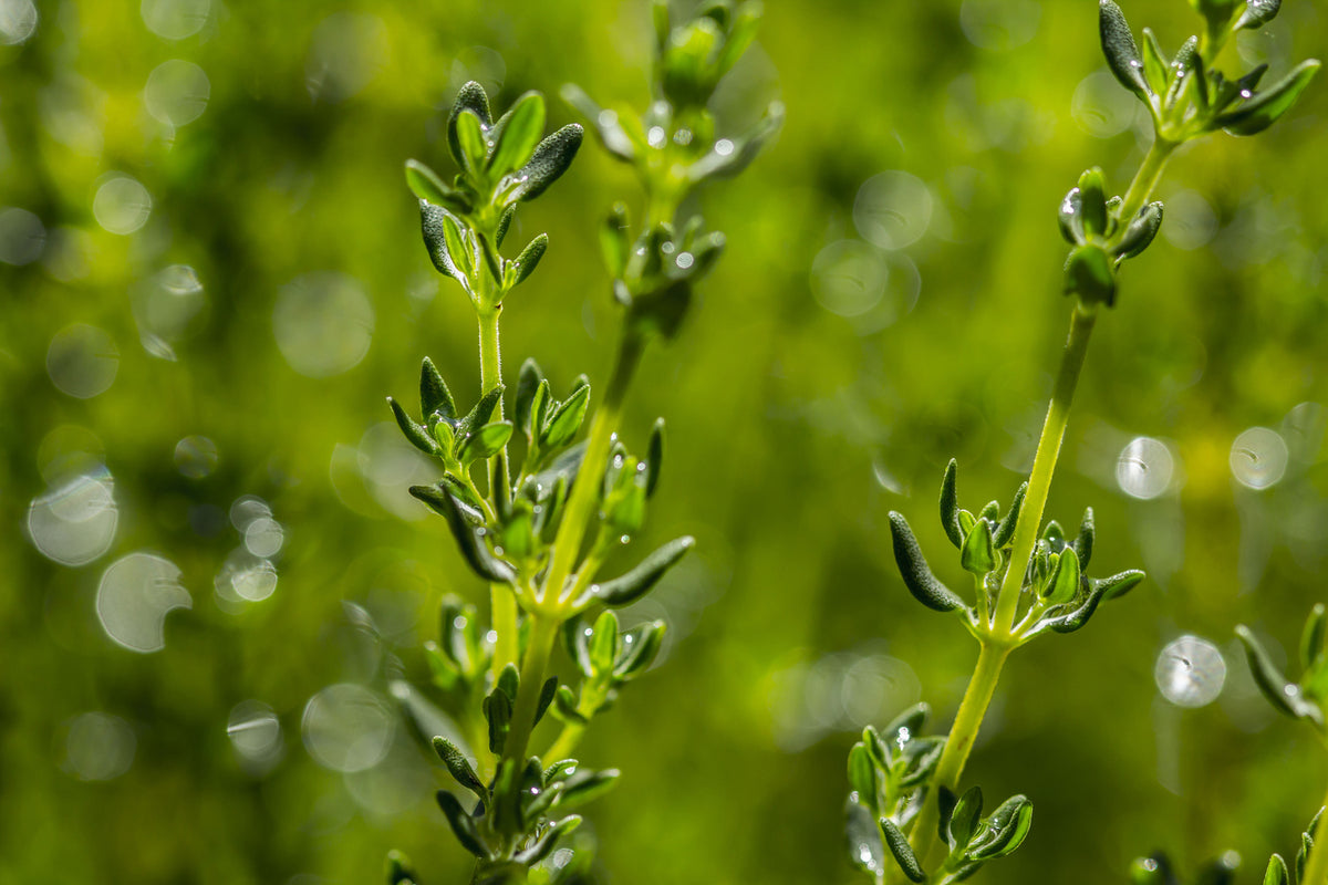 photo-wallpaper-fresh-thyme