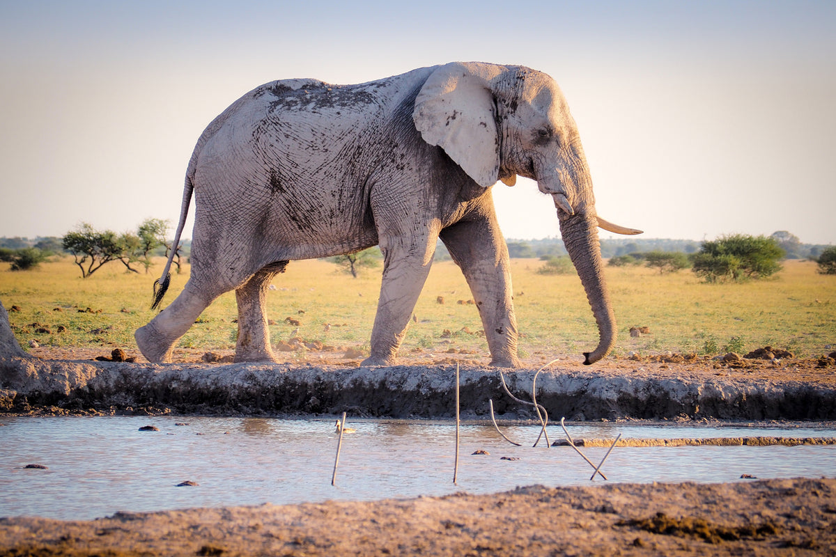 photo-wallpaper-elephant-in-the-nature