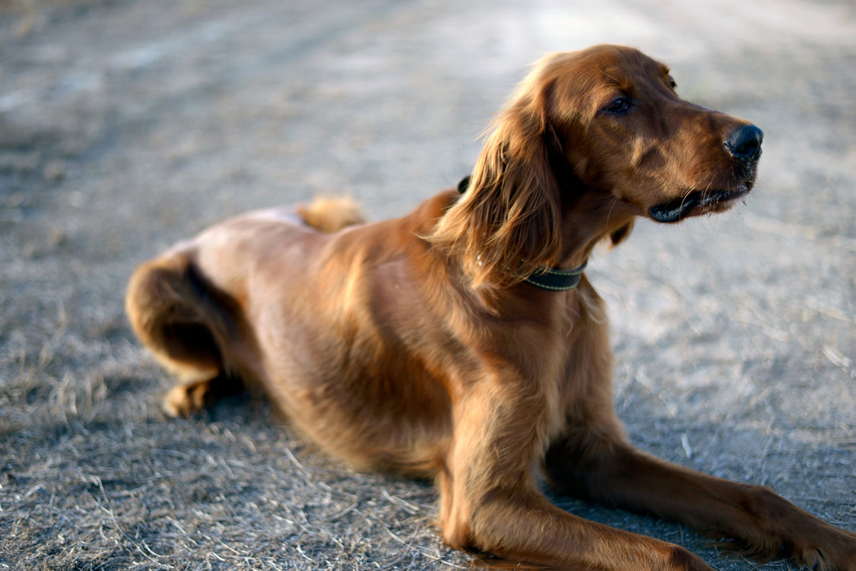 photo-wallpaper-the-irish-setter