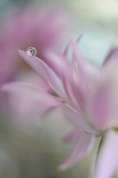 photo-wallpaper-in-pink-delight