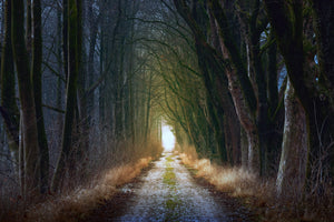 photo-wallpaper-the-tree-avenue