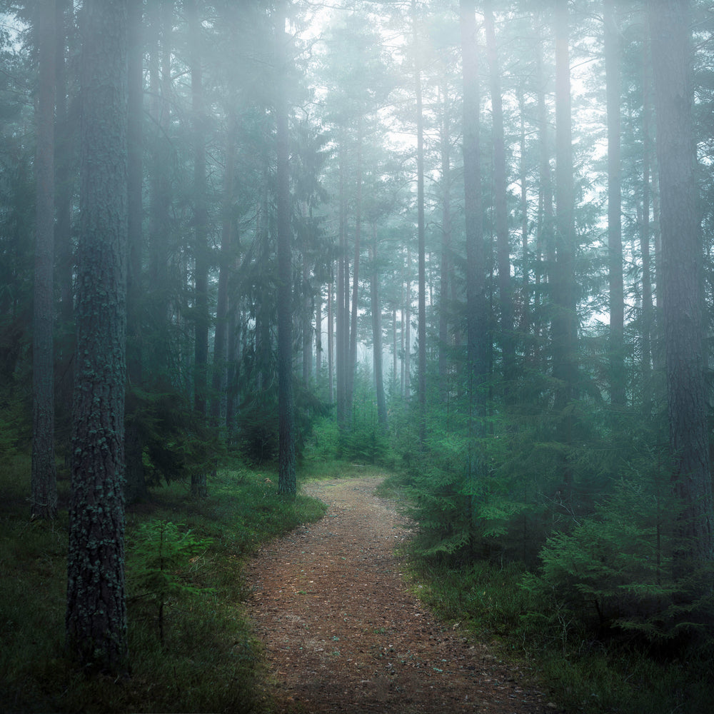 photo-wallpaper-the-forest-of-secrets