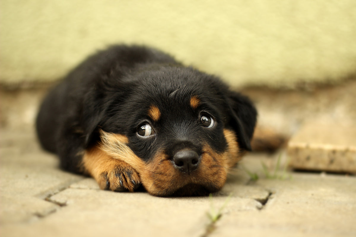 photo-wallpaper-sweet-rottweiler-puppy