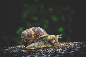 photo-wallpaper-snail-xxl