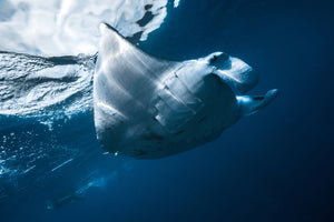 photo-wallpaper-flying-manta-ray