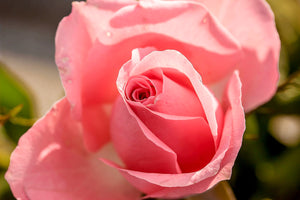 photo-wallpaper-the-rose-in-pink