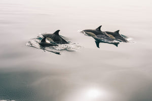 photo-wallpaper-the-dolphins