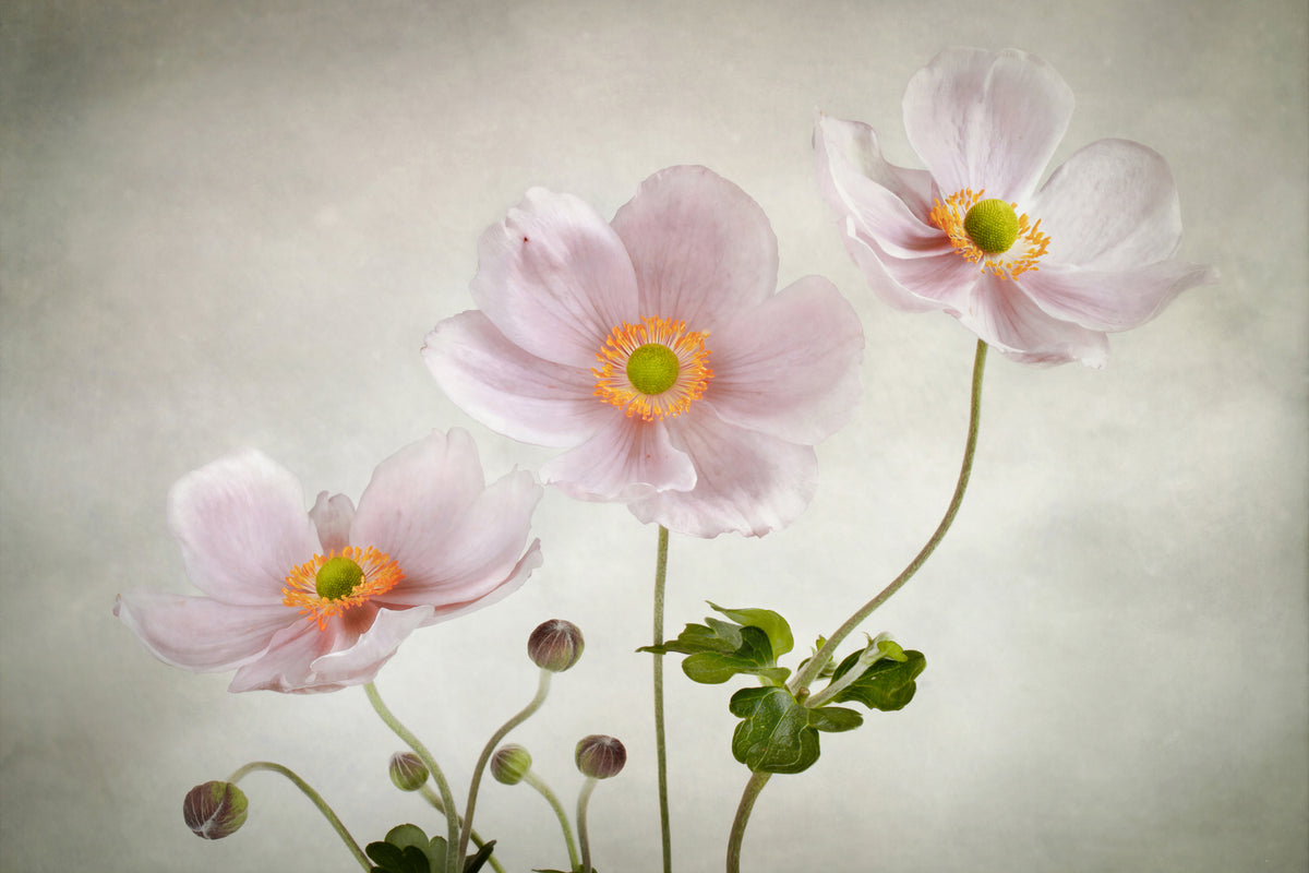 photo-wallpaper-anemones-ii