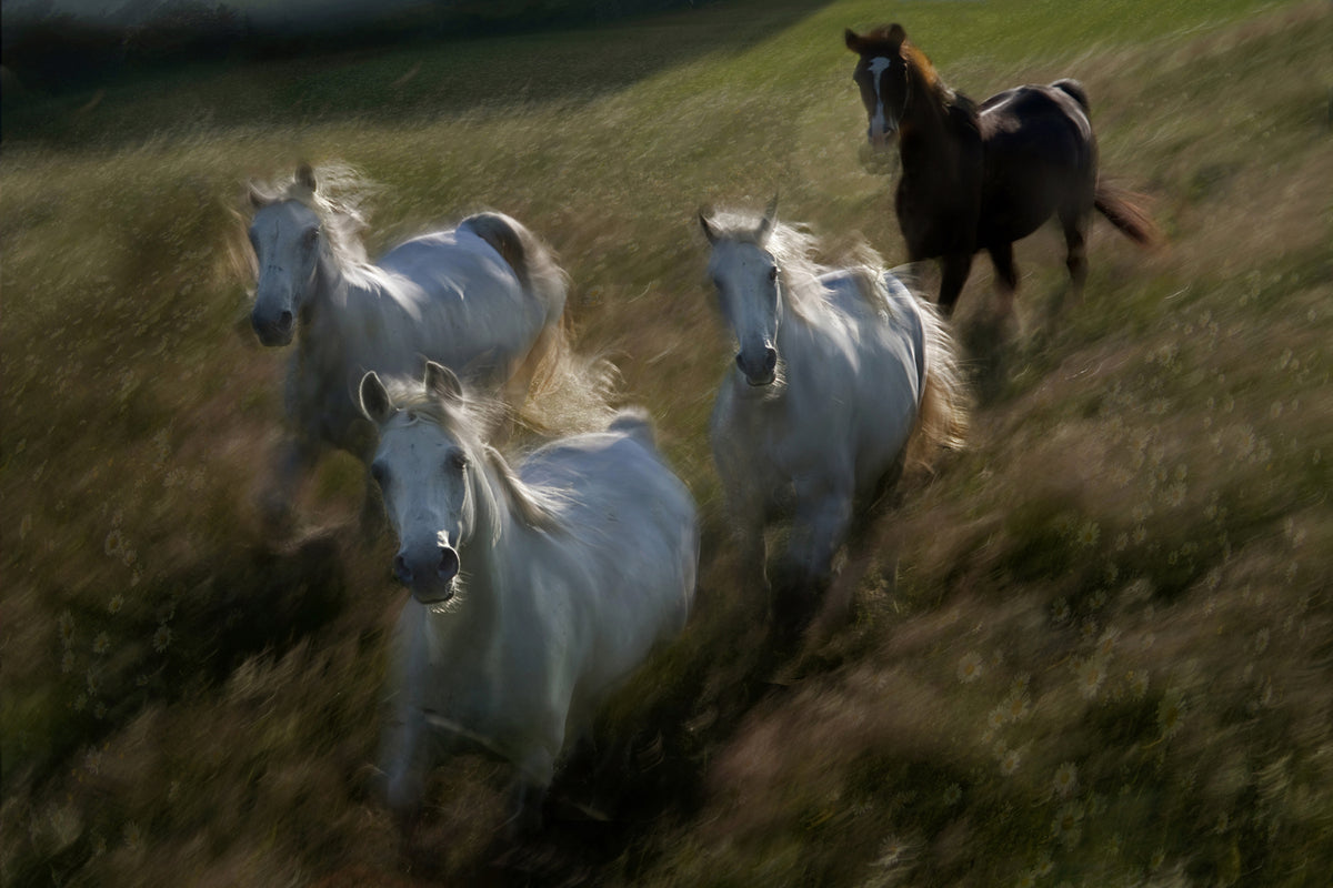 photo-wallpaper-gallop-in-x