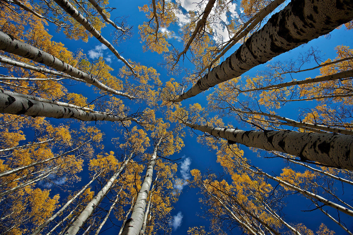 photo-wallpaper-aspen-s-fall-x