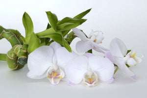 photo-wallpaper-orchid-and-bamboo