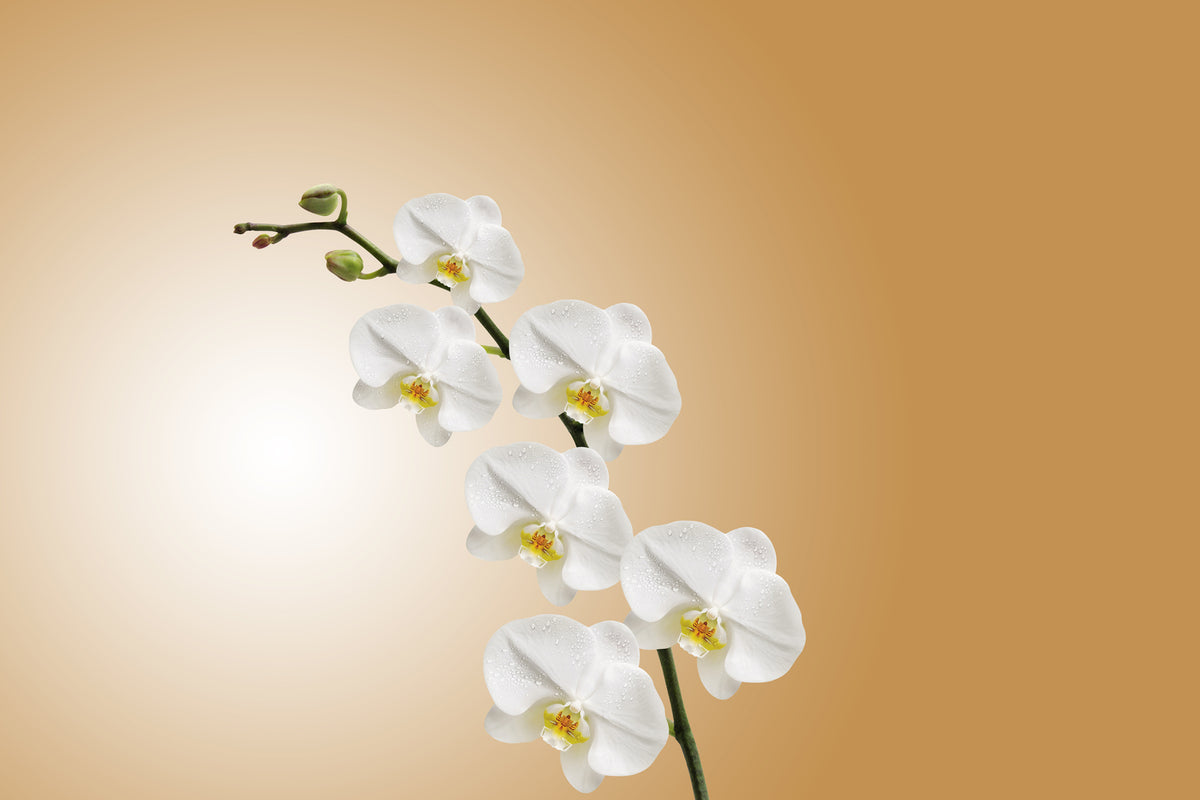 photo-wallpaper-white-orchids-xl