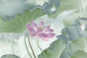 photo-wallpaper-lotus-x