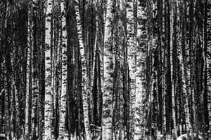 photo-wallpaper-many-birches-xl