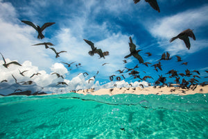 photo-wallpaper-ocean-bird