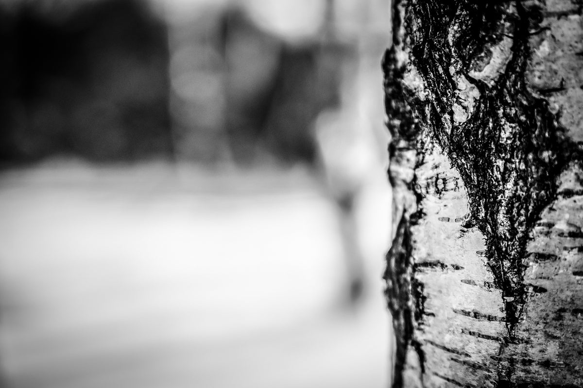 photo-wallpaper-birch-trunk