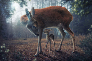 photo-wallpaper-mother-and-fawn