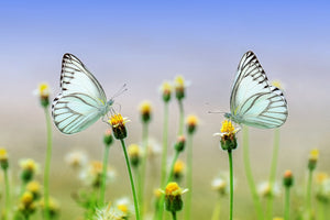 photo-wallpaper-2-butterflies