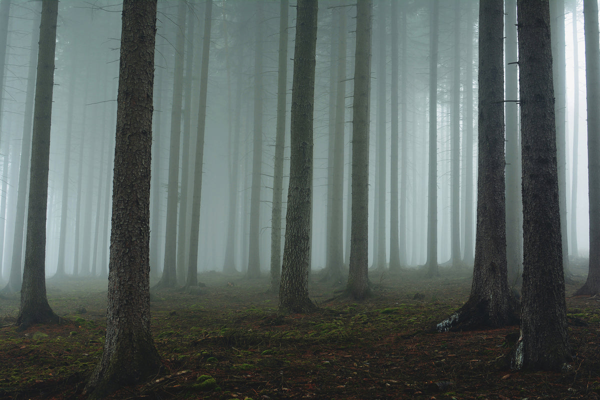 photo-wallpaper-foggy-forest-xcg