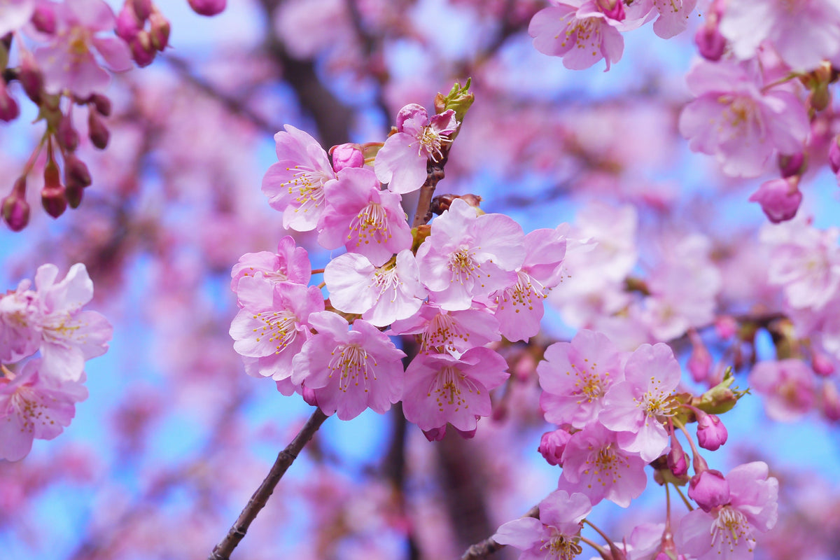 photo-wallpaper-gorgeous-cherry-blossom