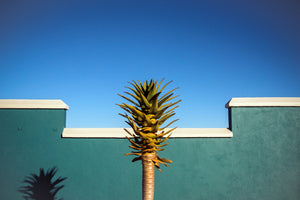 photo-wallpaper-the-desert-blooms-x