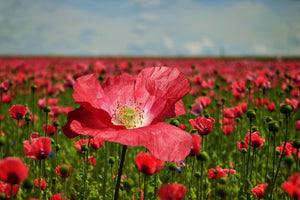 photo-wallpaper-the-lush-poppy-field