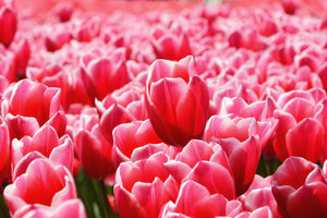 photo-wallpaper-happy-tulip-field