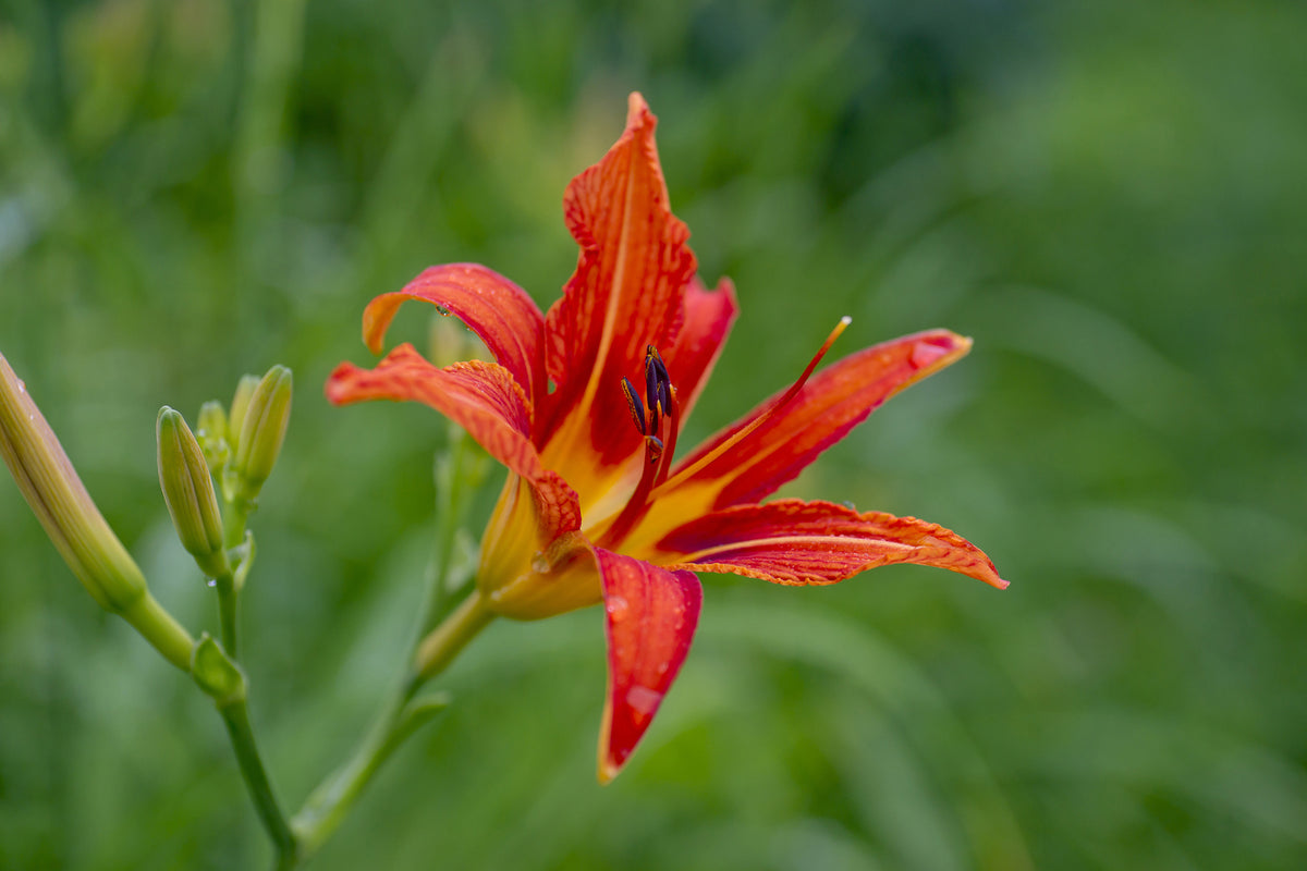 photo-wallpaper-lily-blossom-in-the-nature