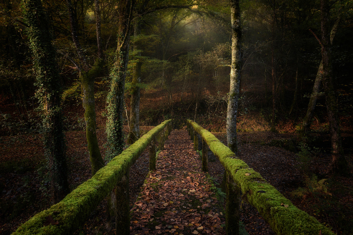 photo-wallpaper-the-way-to-the-forest