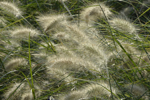 photo-wallpaper-ornamental-grass-in-the-wind