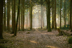 photo-wallpaper-forest-run